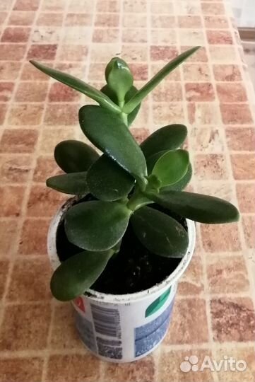 Денежное дерево (толстянка)