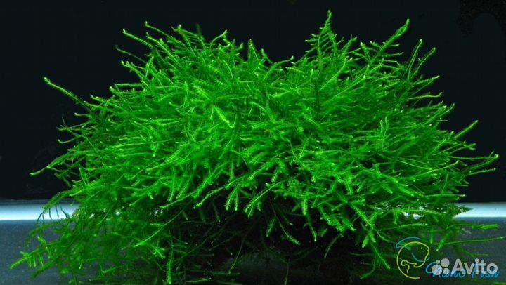 Мхи, папоротники, буцефаландры, креветка, улитка