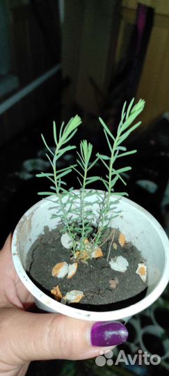 Лён садовый