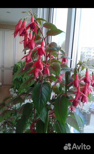 Балерина,вайт кинг,безимянка,принц оф пис