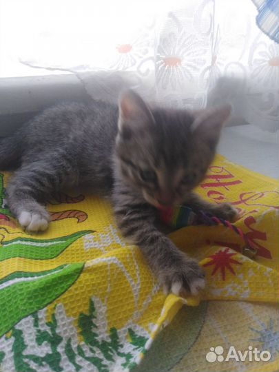 Котята 2.5 месяца