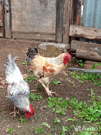 Молодые петухи