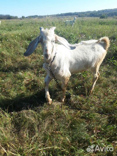 Нубийский козел. Коза