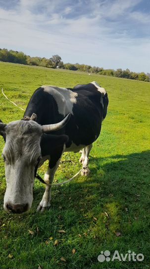 Корова дойная