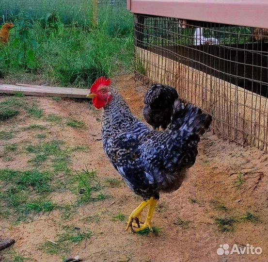 Петух Доминант