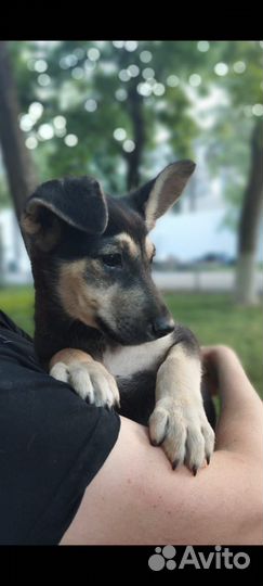 Щеночек- звоночек