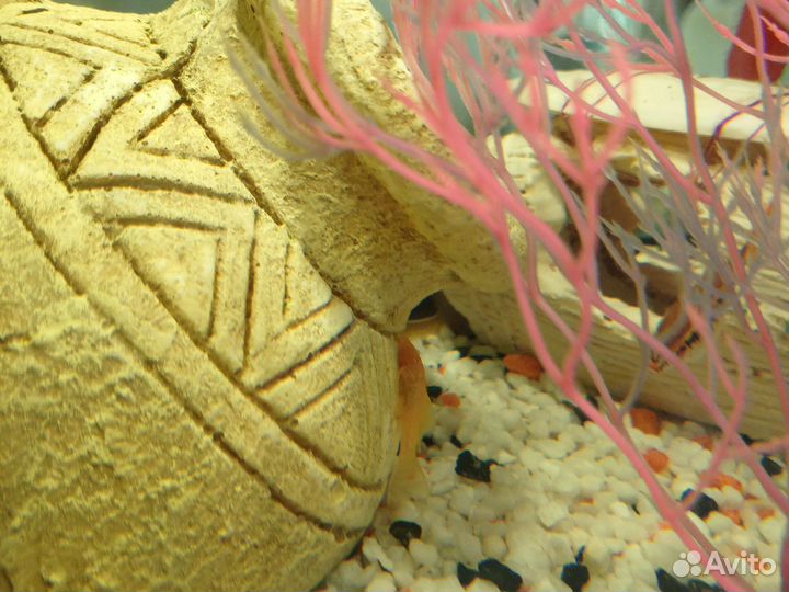 Сомики Анцитрусы