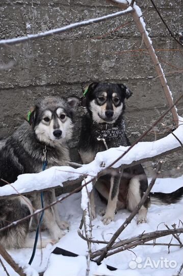 Найдена собака