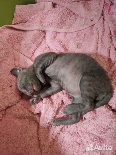 Мальчик корниш рекс