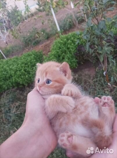 Котята мальчики