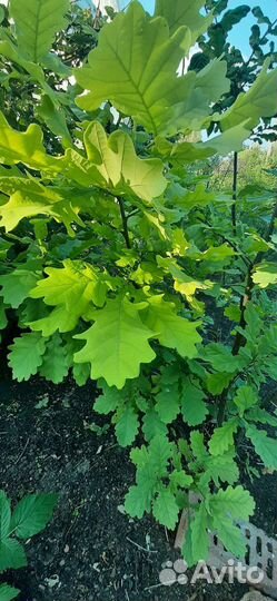 Саженцы дуб