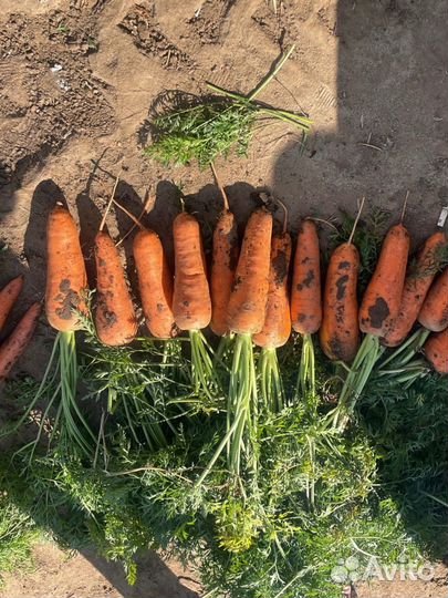 Морковь оптом морковка и картошка