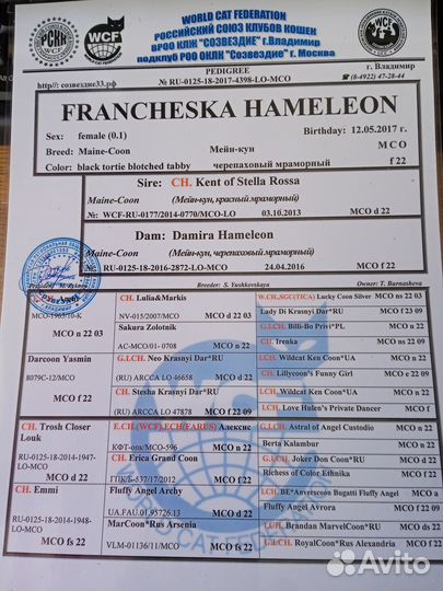 Котята мейн-кун