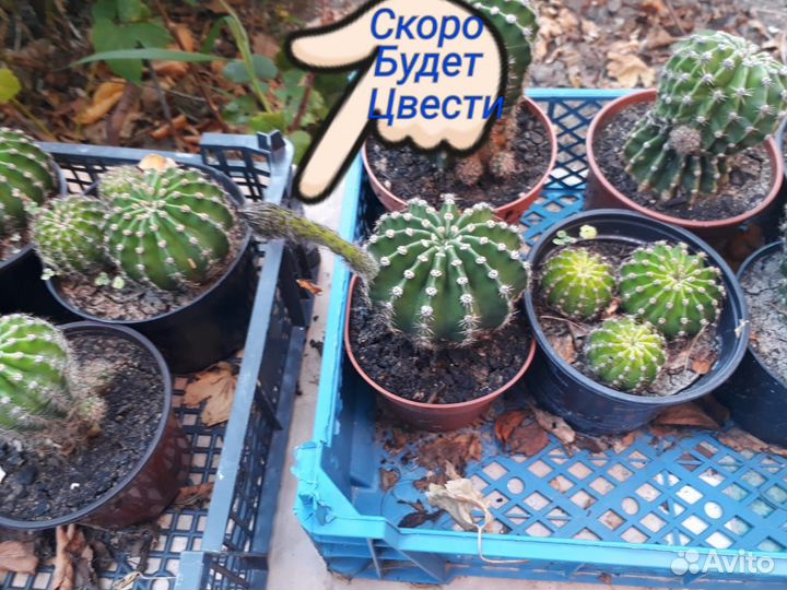 Кактус