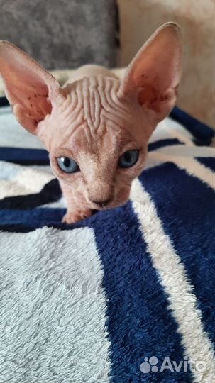 Канадский сфинкс котенок мальчик