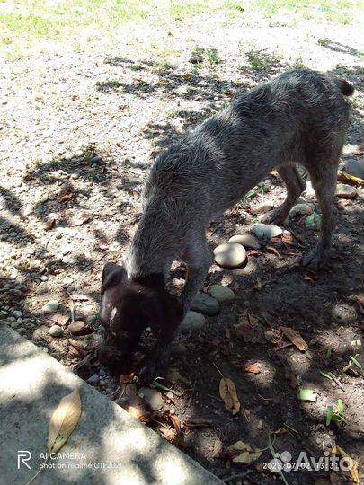 Продаю щенков