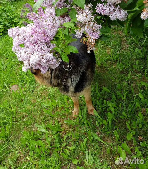 Саженцы сирени акации боярышник для живой изгороди