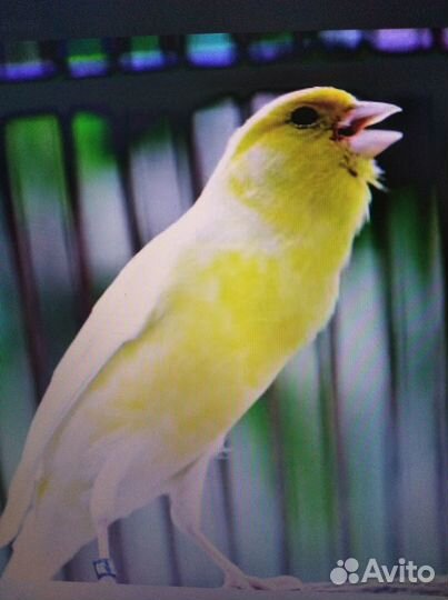 Певчие птицы