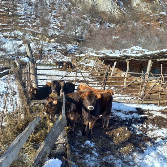 Продаются телята