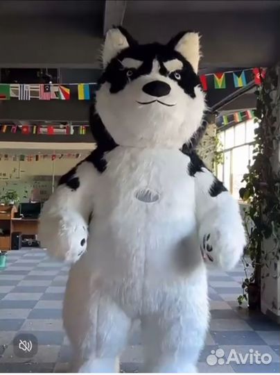 Аниматор Хаски