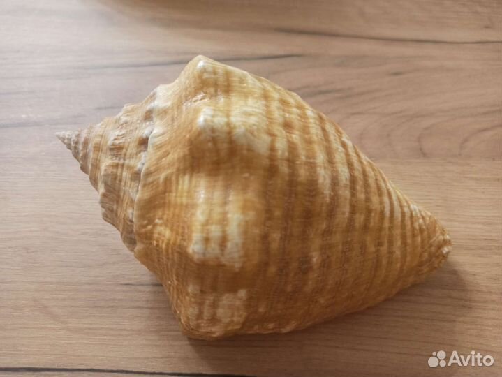 Морская раковина