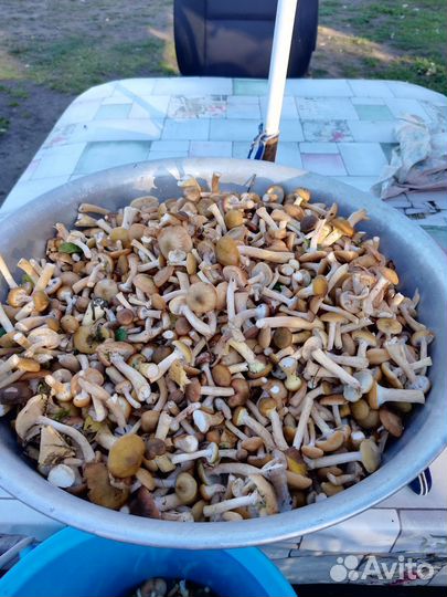 Грибы опята маринованные