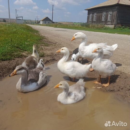 Гусыня с гусятами