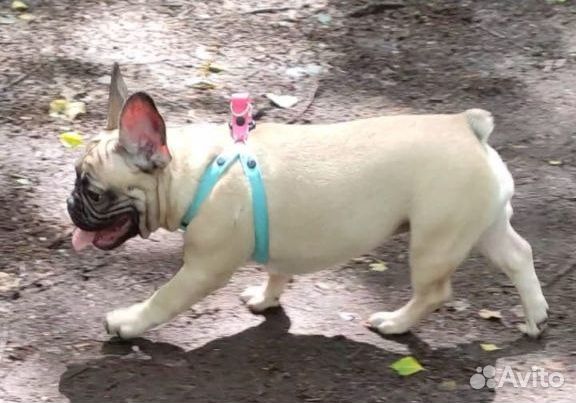 Бульдог французский щенки ищут дом