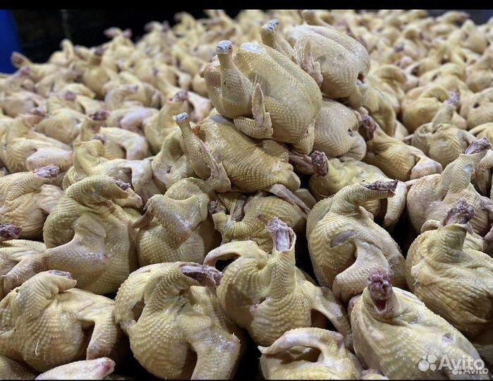 Куры бройлеры тушки мясо