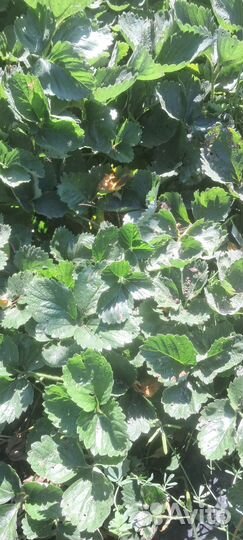 Рассада клубники