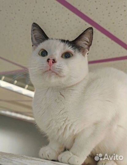 Кошечка с изюминкой