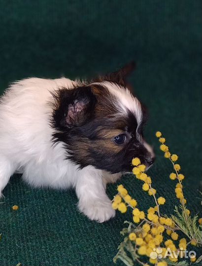 Папийон щенок