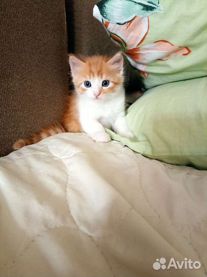 Котятки вислоухие