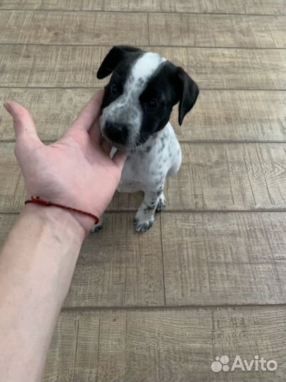 Щенок девочка в добрые руки бесплатно