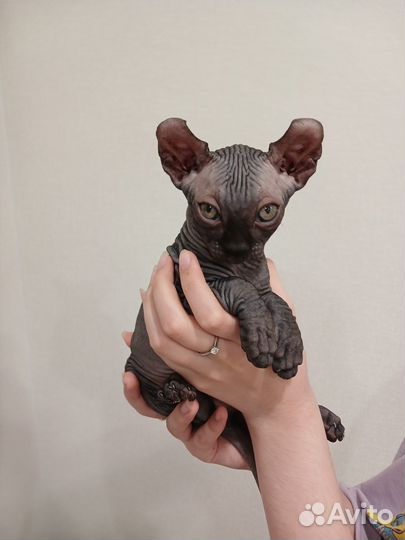 Котята сфинкс эльф