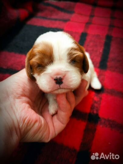 Кавалер кинг Чарльз спаниель