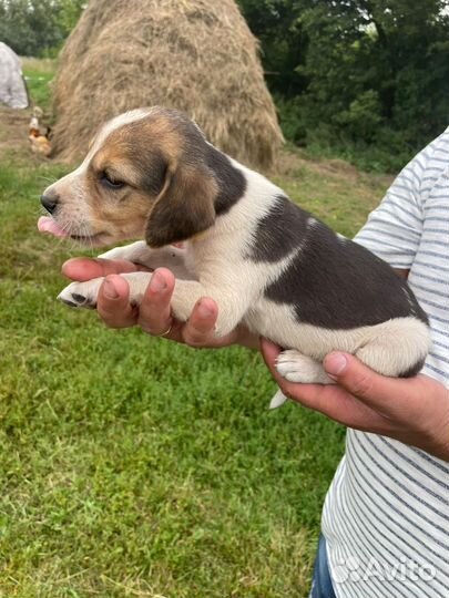 Русская пегая гончая