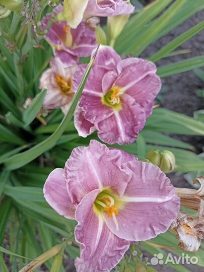 Лилейники сортовые