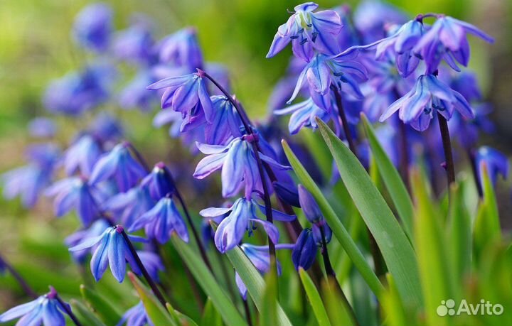 Пролеска синий подснежник Цветущие с луковицами