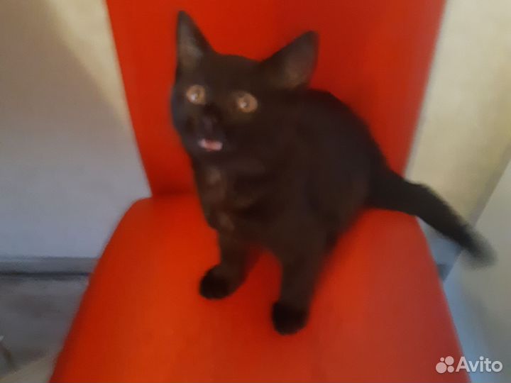 Черный котенок