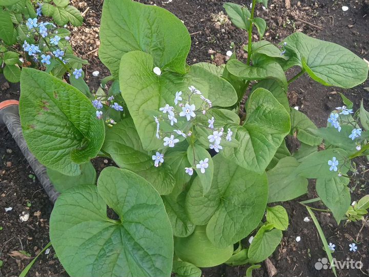 Цветы первоцветы