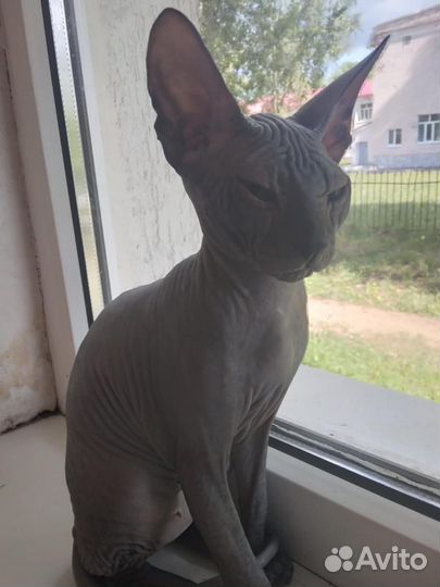 Котята донской сфинкс