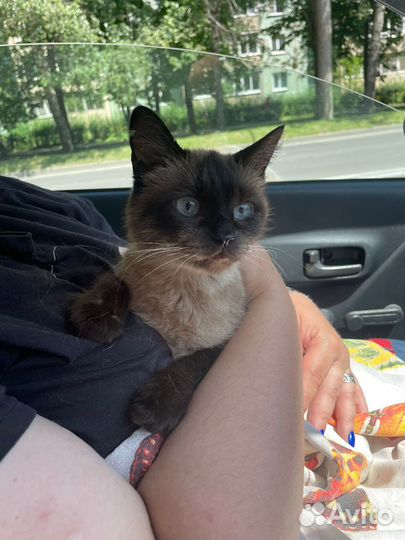 Кошка в дар бесплатно