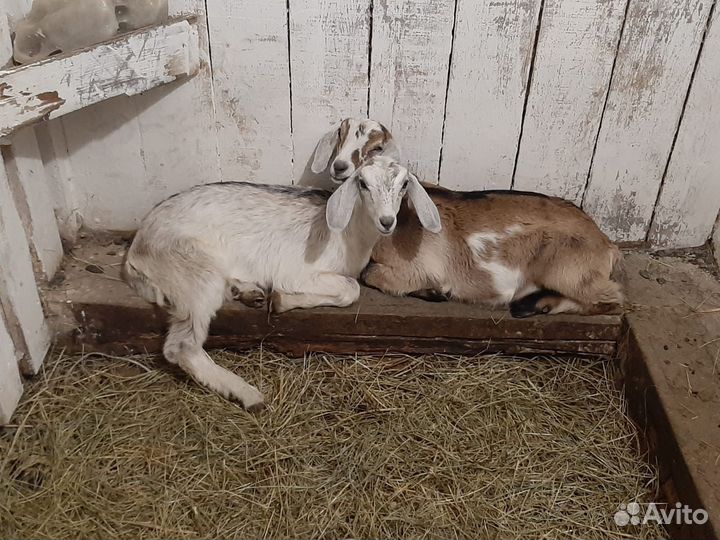 Нубийско-зааненские козлята