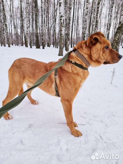 Собака в добрые руки из приюта бесплатно