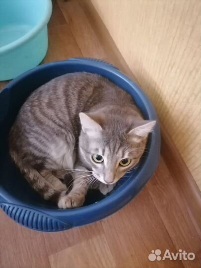 Кот потерялся 31.03.23