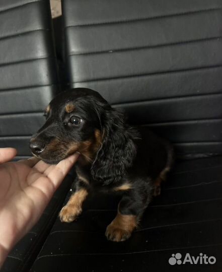 Собака такса длинношерстная