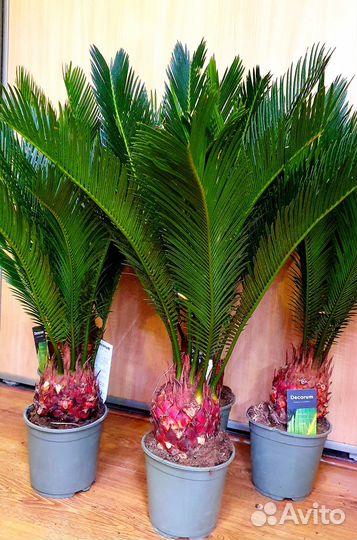 Пальма цикас революта