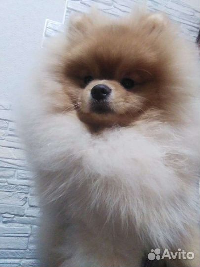 Померанский шпиц. Вязка