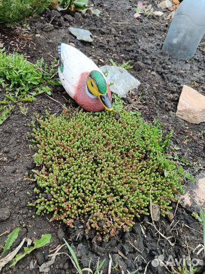 Многолетние растения